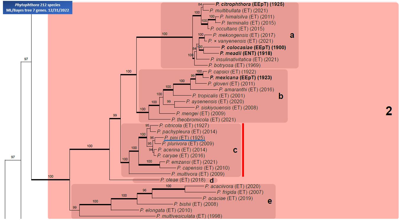    Phytophthora  spp. in subclade 2c:  portion of the seven-loci ML phylogeny featuring the type cultures of 212 described species (by T. Bourret). Notice the position of   P. pini  Ex-type CBS 181.25 = Samp;T BL 48 . Gloria Abad, USDA Samp;T.
